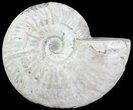 Silver Iridescent Ammonite - Madagascar #61511-1
